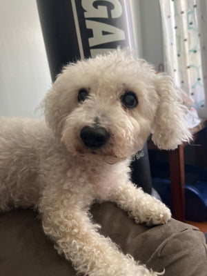 cute dog2.jpg