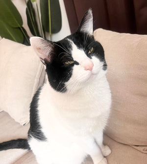cutecat.jpg